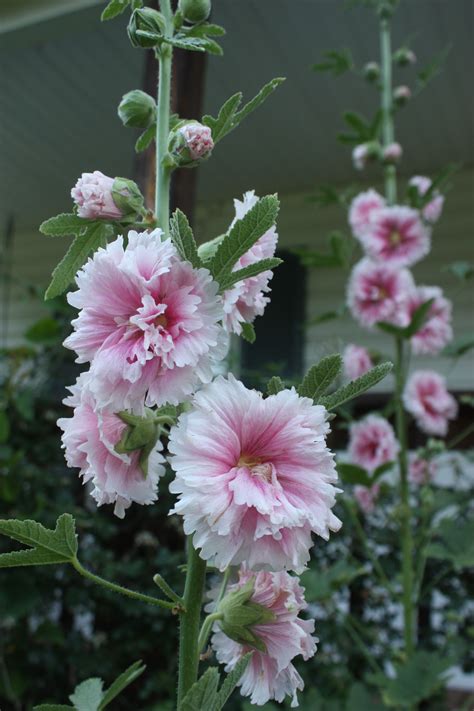Five Uses For Hollyhocks
