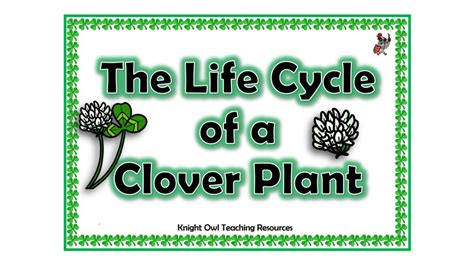 Life Cycle Of A Clover Plant Posters