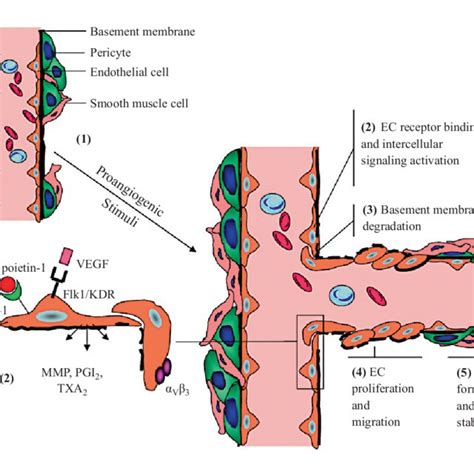 Endothelial Homeostatic Derangements In Atherosclerosis Download