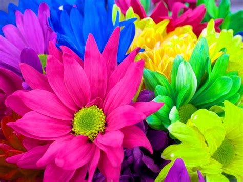 Free Download Flowers For Flower Lovers Flowers Wallpapers Colourful