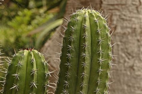 Cactus spines are actually leaves that evolved to serve a purpose other than food production. How to Find Water in the Desert: Guide for Survival in a ...