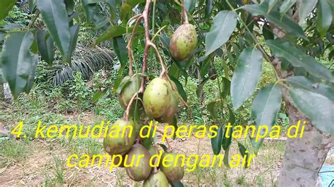 Do you know any other names of foods that are popular locally and has an english word for it? Manfaat buah kedondong | 2020 - YouTube