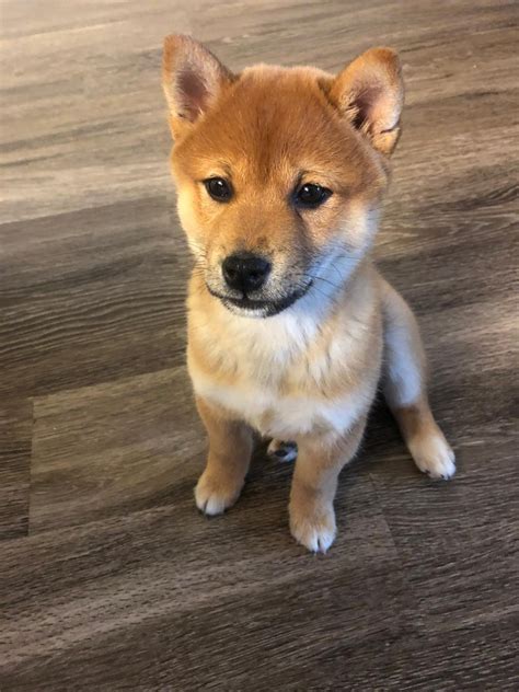Shiba Inu Puppies For Sale Henderson Nv 330447