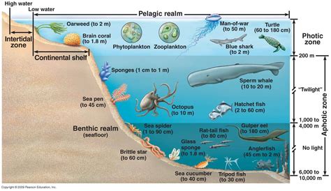 Ocean Zones And What Creatures Live In Them