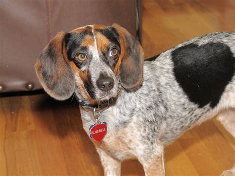 These cute beagles are known especially for their keen sense of smell and their gentle disposition, a distinct characteristic of beagles found all over. Bluebell - Our blue tick beagle. She's very pretty and sm ...