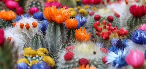 Avec en prime, le cactus symbole des paysages du grand ouest américain, qui incidemment lui a cette variété unique qui ne pousse qu'ici a rendu ce parc célèbre. 5 bonnes raisons d'avoir un cactus à la maison - WeMystic ...