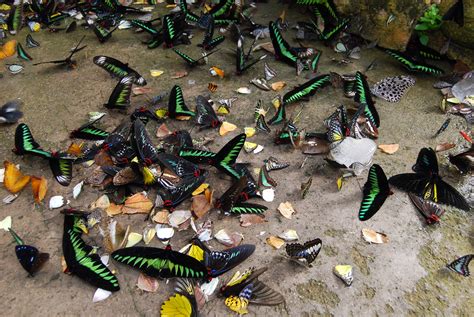 Cameron highlands butterfly garden address: Cameron Highland butterfly farm | Cameron Highland ...