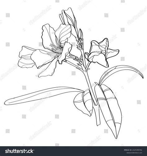 Black White Line Illustration Oleander Flowers Vector C S N Mi N Ph
