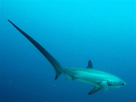 20 Weird Sharks You Had No Idea Existed