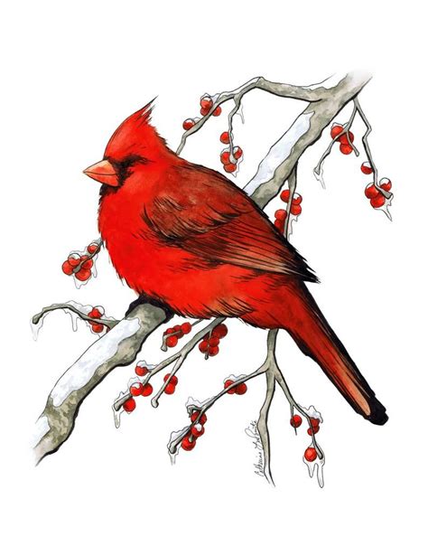 Cardinal In Winter Snow Fine Art Print Ink And Watercolor Etsy Bird