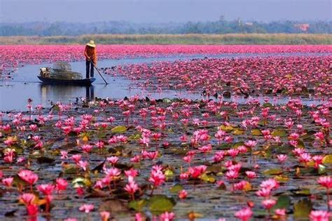 Red Lotus Lake Located In Kumphawapi Thailand Is Most Beautiful In