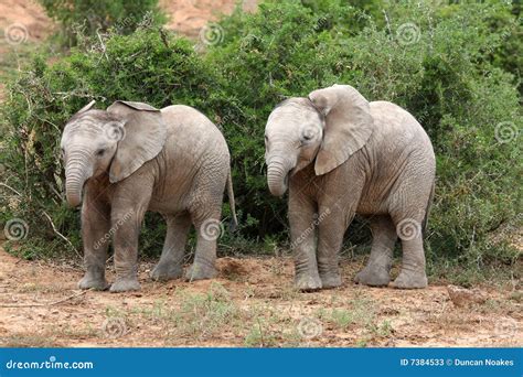 Elephant Twins Stock Photos Image 7384533