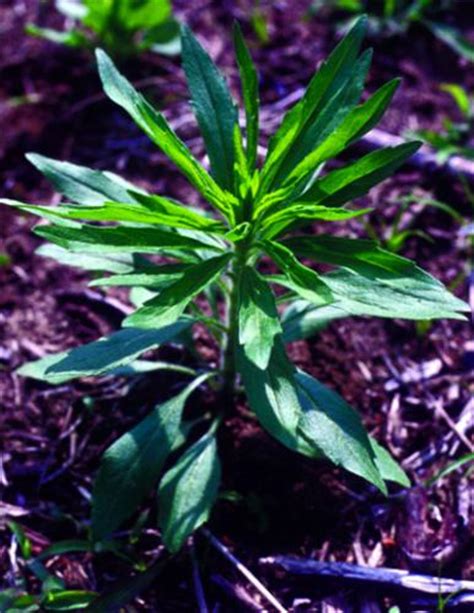 Horseweed Marestail Integrated Pest Management