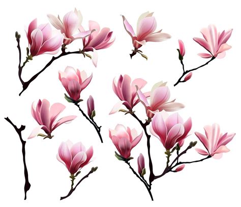Blooming Magnolia. (Floral set.) | Magnolia, Magnolia flower, Magnolia branch