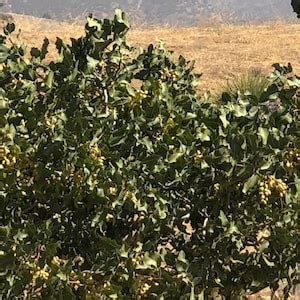 25 Pistachio Seeds From Kerman Pistachio Tree Grown In Etsy