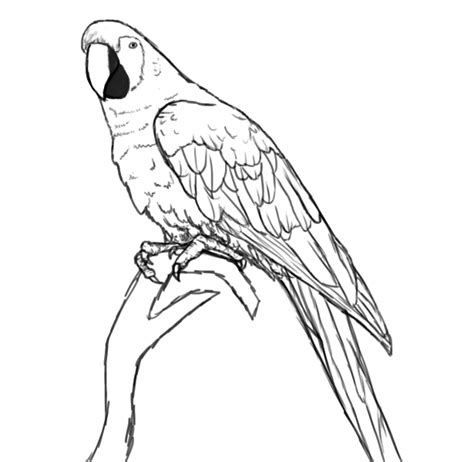 How To Draw A Parrot Draw Central