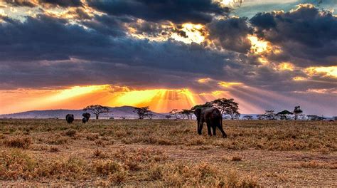 Serengeti Sunset Orongai Africa Safari