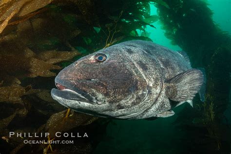 Black Sea Bass Underwater Catalina Island Stereolepis Gigas California