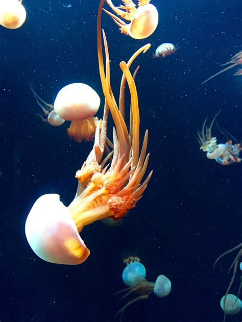 Aquarium Jellyfish Illuminated Smithsonian Photo Contest