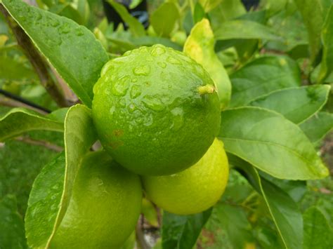 Citrus Tahitian Lime Lime Tauranga Tree Co