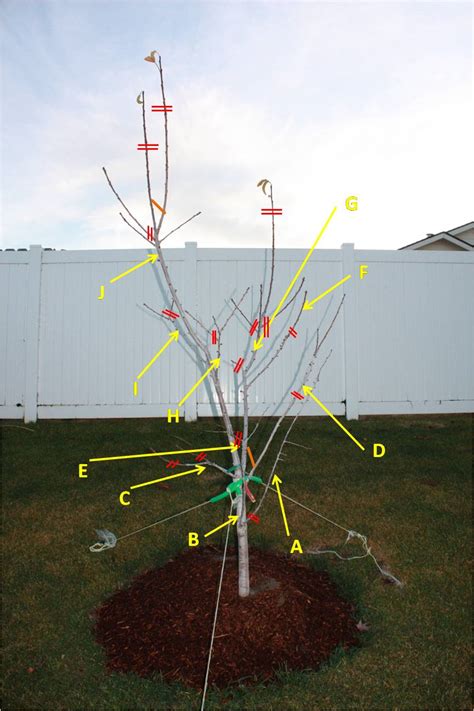 Forum Pruning Help Cherry Tree Photos Attached