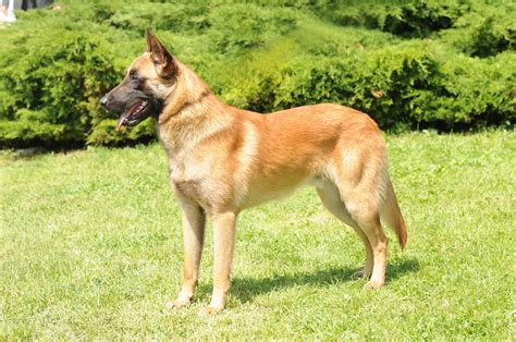 Malinois Belgian Malinois Price Temperament Life Span My Belgian