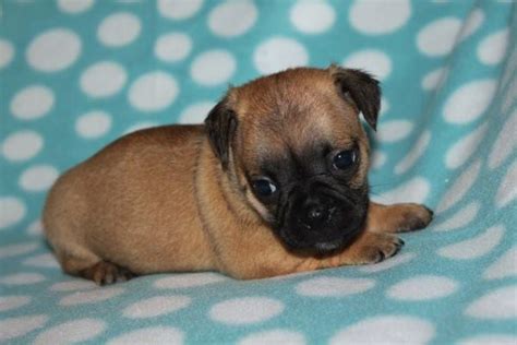 Puppy Place What Is A Pocket Puggle Our Pocket Puggles Facebook