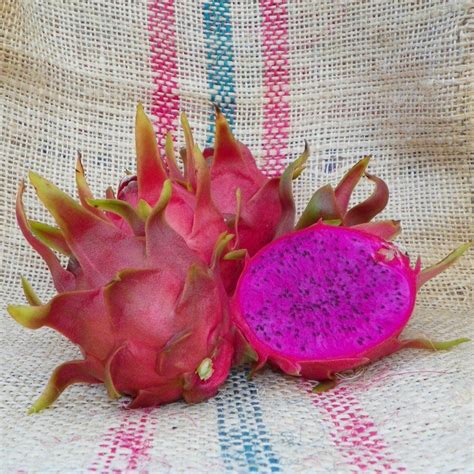 Dark Star Dragon Fruit Purple Flesh Variety From Spicy Exotics In 2021