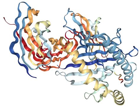 Beta 2 Microglobulin Protein Overview Sino Biological