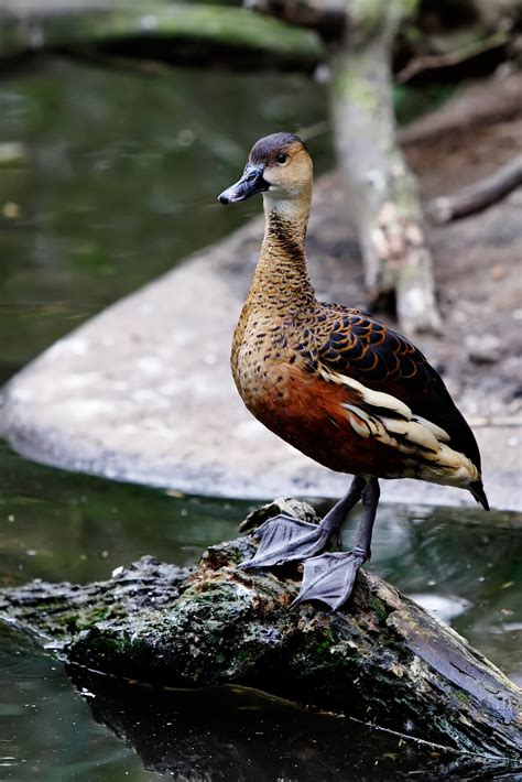 D Is For East Indian Wandering Whistling Duck Lizbrownlee Poet