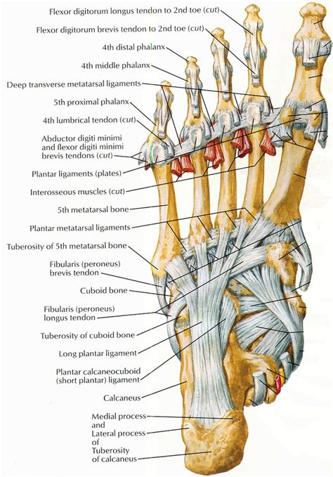Ligaments And Tendons Of Foot Netter Human Body Anatomy Medical