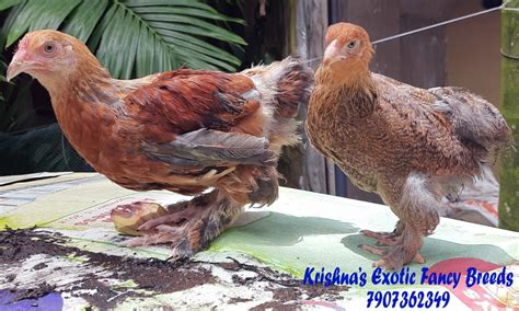 Exotic Fancy Chicken Breeds For Poultry Rs 500 Piece Krishnas Exotic