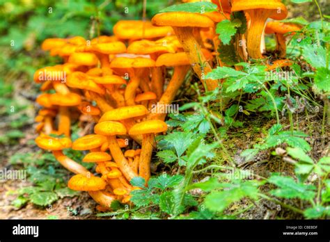 Yellow Mushrooms Growing In The Forest Stock Photo Alamy