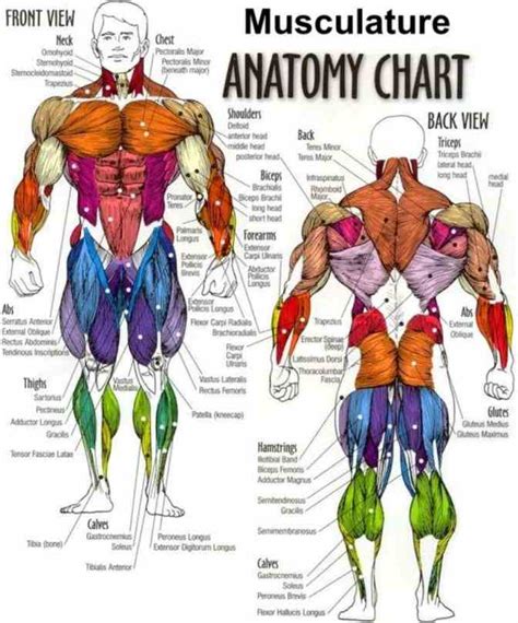 Labelled Diagram Of Muscles In The Body Labeled Muscle Diagram Chart Images
