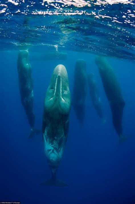 Sleeping Sperm Whales National Geographic Photos All Recommendation