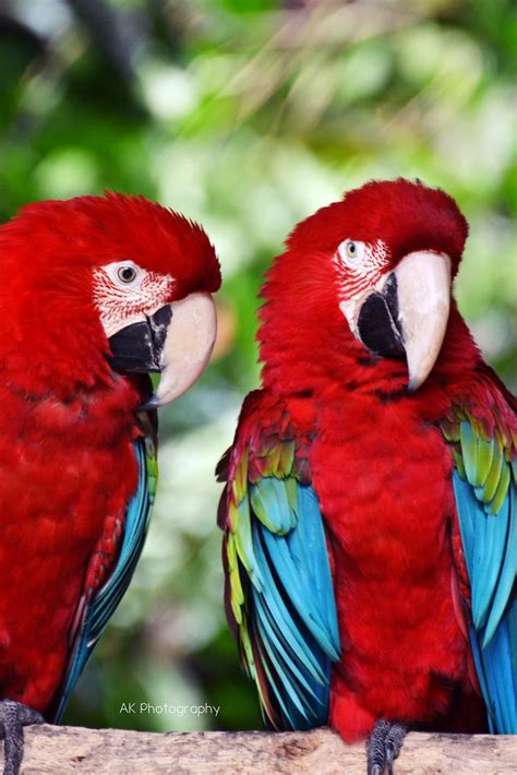 Paling Keren 41 Gambar Burung Kakak Tua Merah