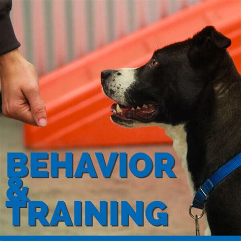Dog Behavior And Training In The Denver Metro Area Hsspv