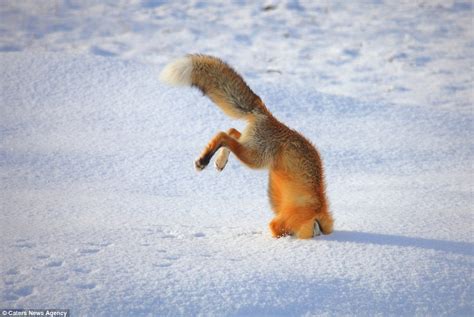 Fox Cub Photographed Getting Stuck In The Snow To Catch A Vole Daily