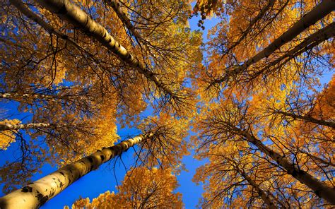 Birke Bäume Stamm Gelbe Blätter Herbst 2560x1600 Hd