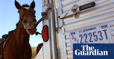 Wild Horses Tamed By Prisoners In Pictures Art And Design The