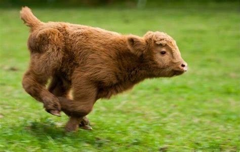 20 Adorable Photos Of Baby Highland Cattle Calves Page 20
