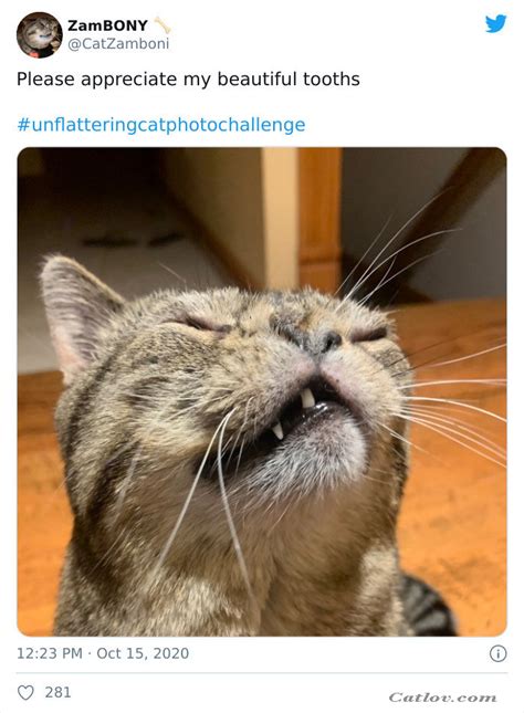 Hilarious Unflattering Cat Photos 15 Catlov