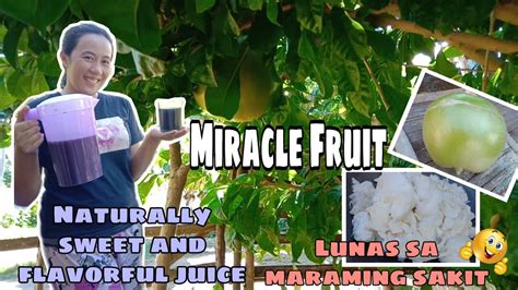 How To Make Miracle Fruit Juice Calabash Chef Ellalicious Youtube