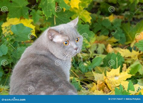 Beautiful Gray British Cat With Yellow Eyes Walks On Maple Leaves Stock