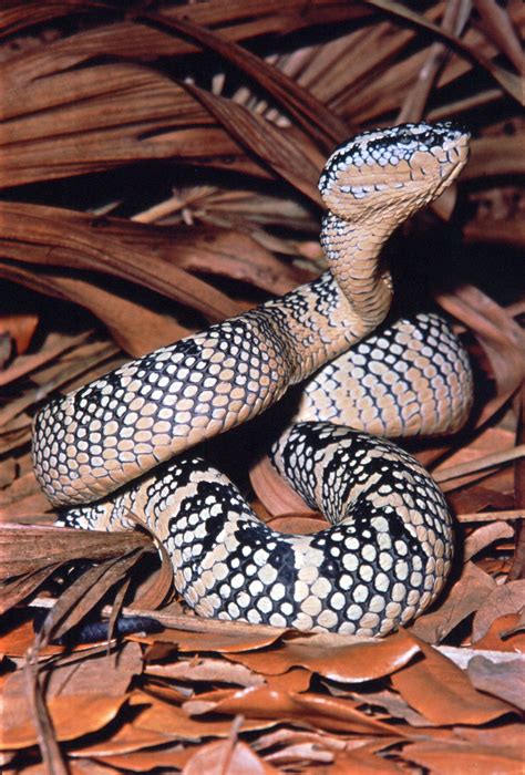 Fer De Lance Snake Genus Britannica