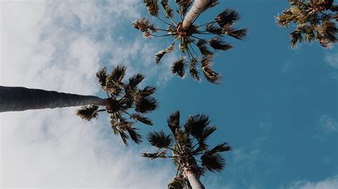 All images are from public domain or common creative sources. Palm Trees in Summer Season 4K Images | HD Wallpapers