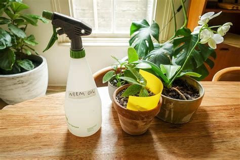 How To Get Rid Of Fungus Gnats On Indoor Plants Abc Everyday