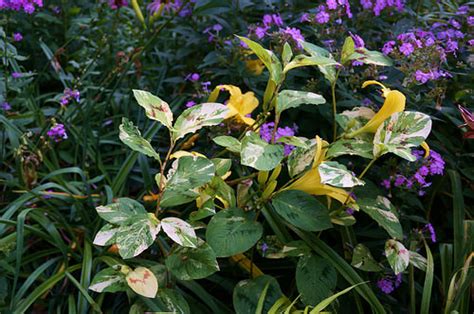 Photo 44710 Persicaria Virginiana Painters Palette Plant Lust