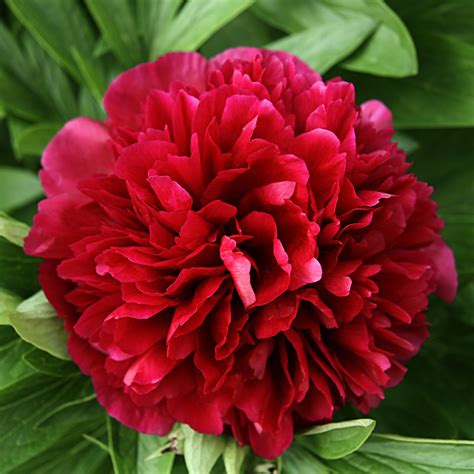 Royal Red Peony Bulbs For Sale Benjamin Franklin Fragrant Easy To