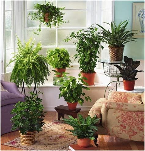 Top 10 Mosquito Repellent Plants For Your Home Garden By Green Decor